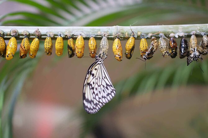 Dubai: Skip-The-Line Ticket to Butterfly Garden - Koi Pond Breaks the Pace and Adds Calm