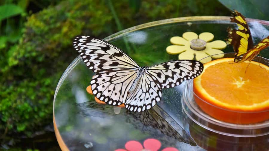 Dubai: Skip-The-Line Ticket to Butterfly Garden - Practical Dubai Logistics: Skip the Line, Pick a Time, Get There