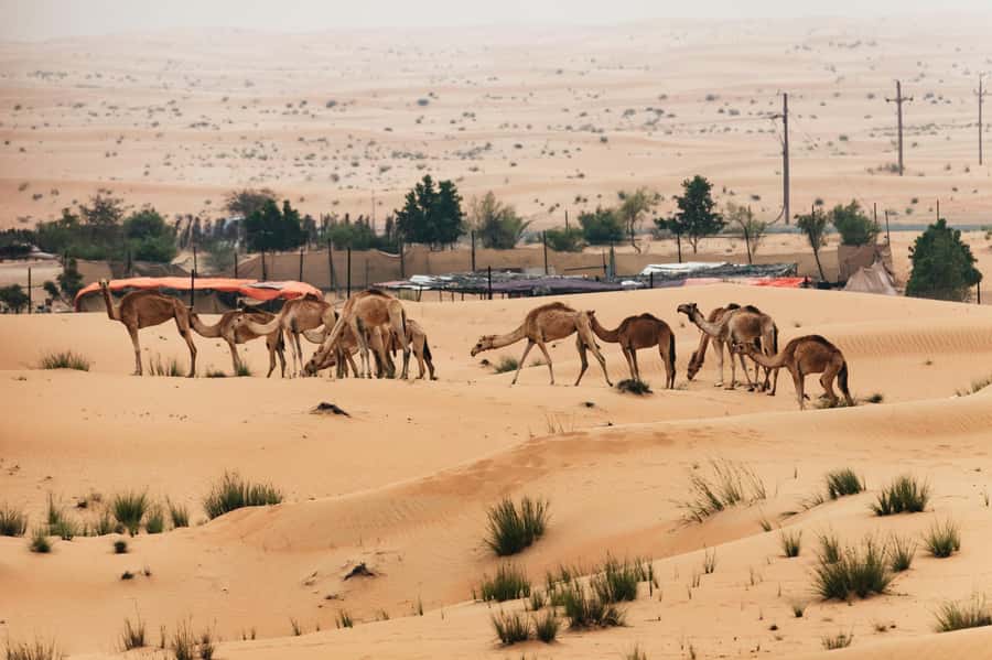 Dubai: Sunrise Balloon Flight with Camel Ride & Breakfast - The Flight: 40 to 70 Minutes of Sunrise Drift Over Dunes and Distance