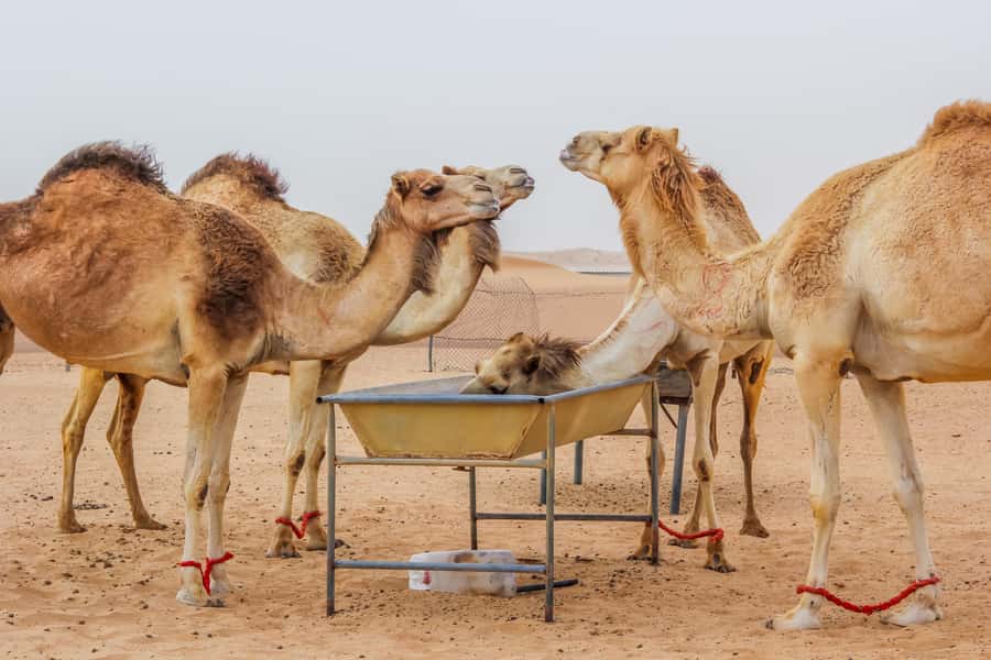 Dubai Sunrise Desert Camel Trek with Breakfast - Key things to know before you go