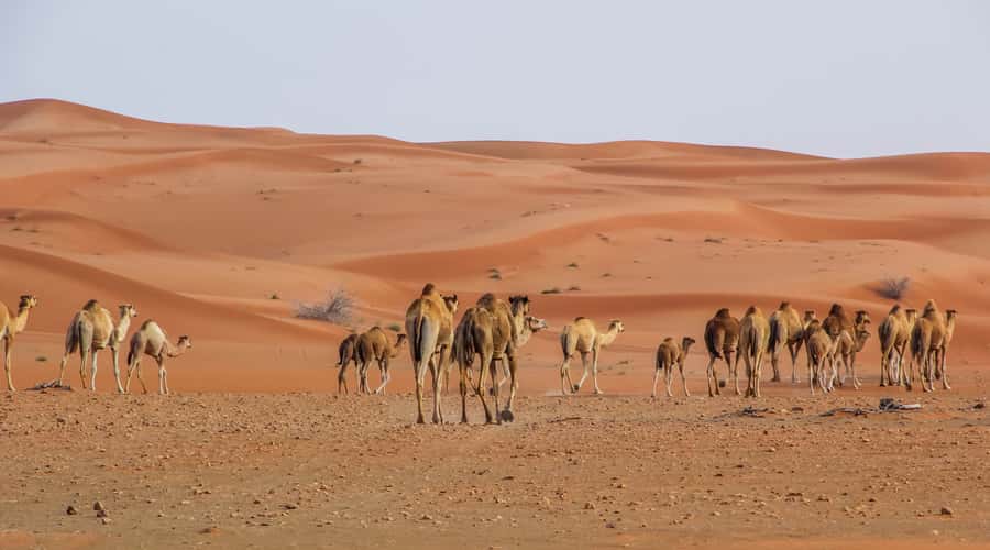 Dubai Sunrise Desert Camel Trek with Breakfast - Lahbab Desert: Camel Trek Time in the Cool Quiet