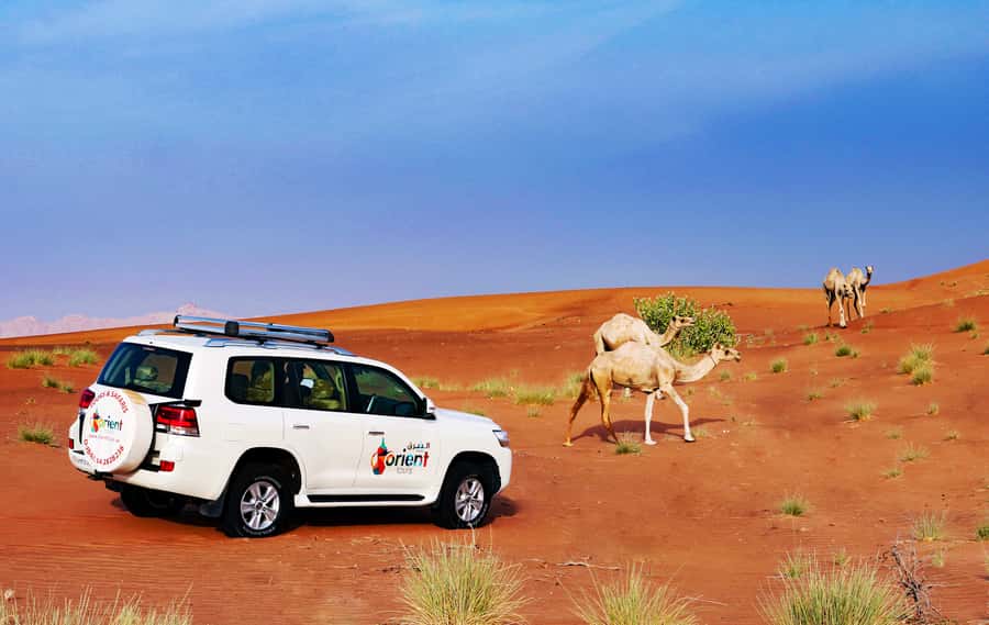 Dubai Sunrise Desert Camel Trek with Breakfast - The Short Dune Drive and Dune Bashing Moment