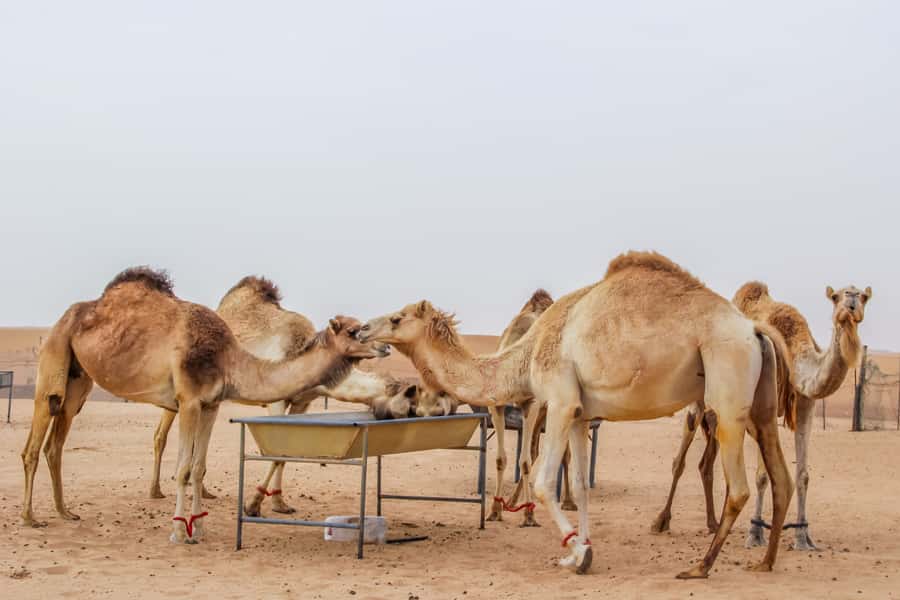 Dubai Sunrise Desert Camel Trek with Breakfast - Price and Value at Around $142 per Person