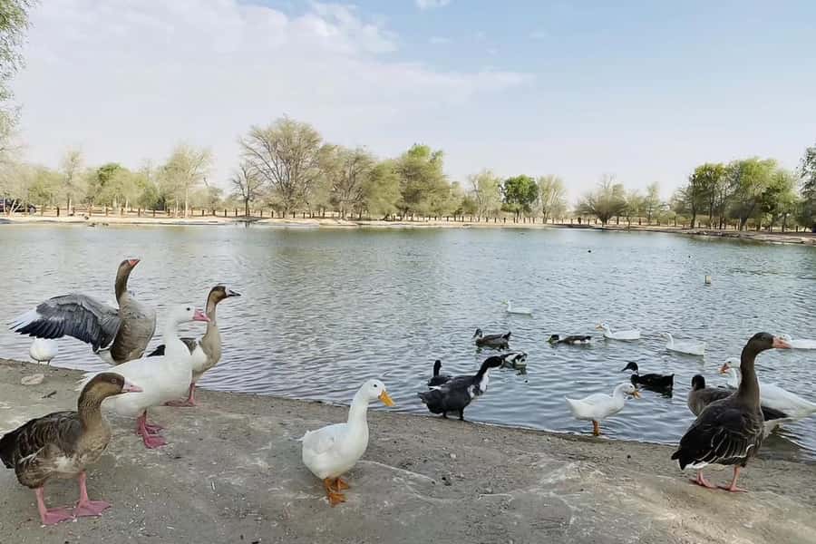Dubai: Sunrise Desert Jeep Safari with Wildlife Experience - Wildlife in the Desert: Oryx Feeding Plus Lake Bird Chances