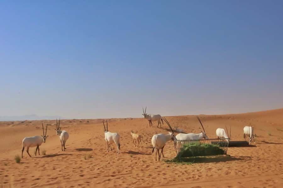 Dubai: Sunrise Desert Jeep Safari with Wildlife Experience - What to Pack, and Who Should Skip This Safari