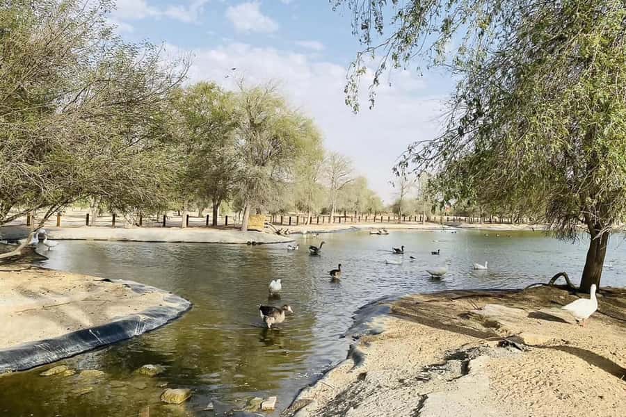 Dubai: Sunrise Desert Jeep Safari with Wildlife Experience - Guide Quality: The Difference Between Good and Memorable