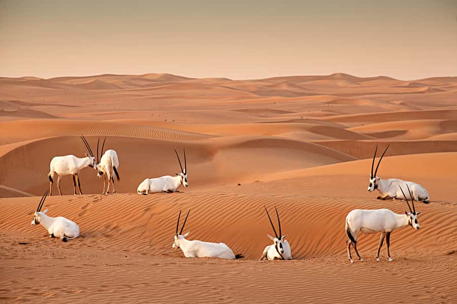 Dubai: Sunrise Hot Air Balloon Tour with E-Certificate - The Flight Over Dubai and the Arabian Desert