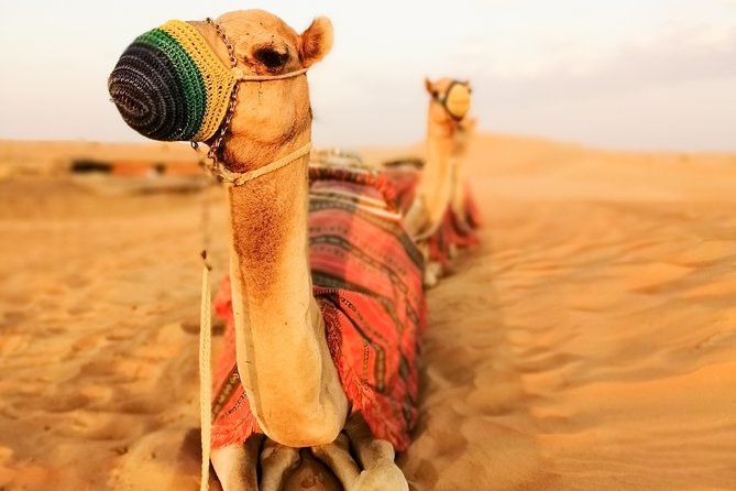 Dubai Super Saver: Desert Camp Experience by 4x4 and Dhow Dinner Cruise - Food and drinks rules you should plan around
