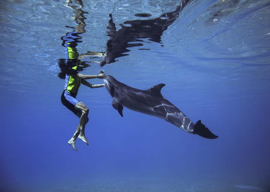 Dubai: Swim with Dolphins at Atlantis Waterpark - Entering Dolphin Bay at Atlantis Palm: the wetsuit and briefing that set expectations