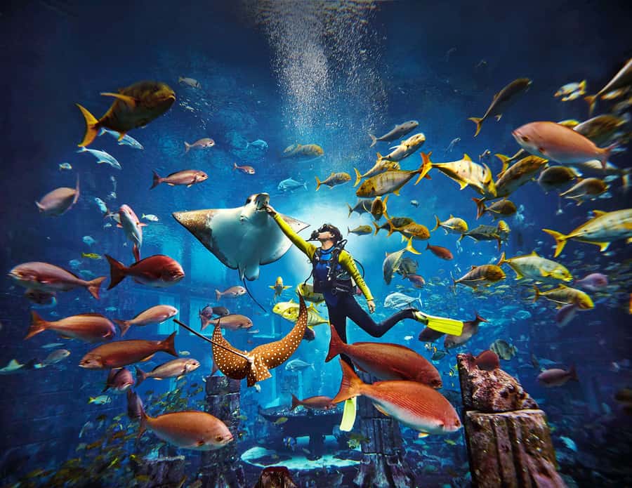 Dubai: The Lost Chambers Aquarium Atlantis Diving Experience - Discovery vs Explorer: Choose the Right Level for Your Experience