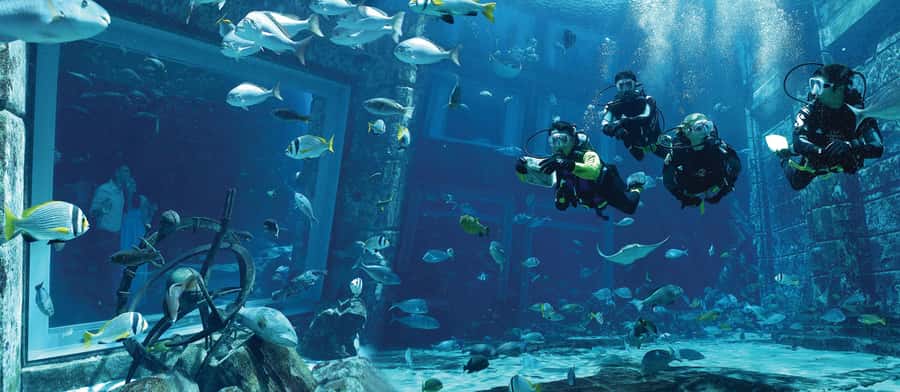 Dubai: The Lost Chambers Aquarium Atlantis Diving Experience - Safety Briefing, 1-to-1 Coaching, and What It Feels Like Underwater