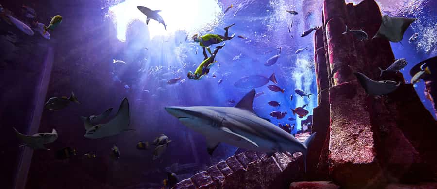 Dubai: The Lost Chambers Aquarium Snorkeling Experience - Key things that make this snorkeling experience special