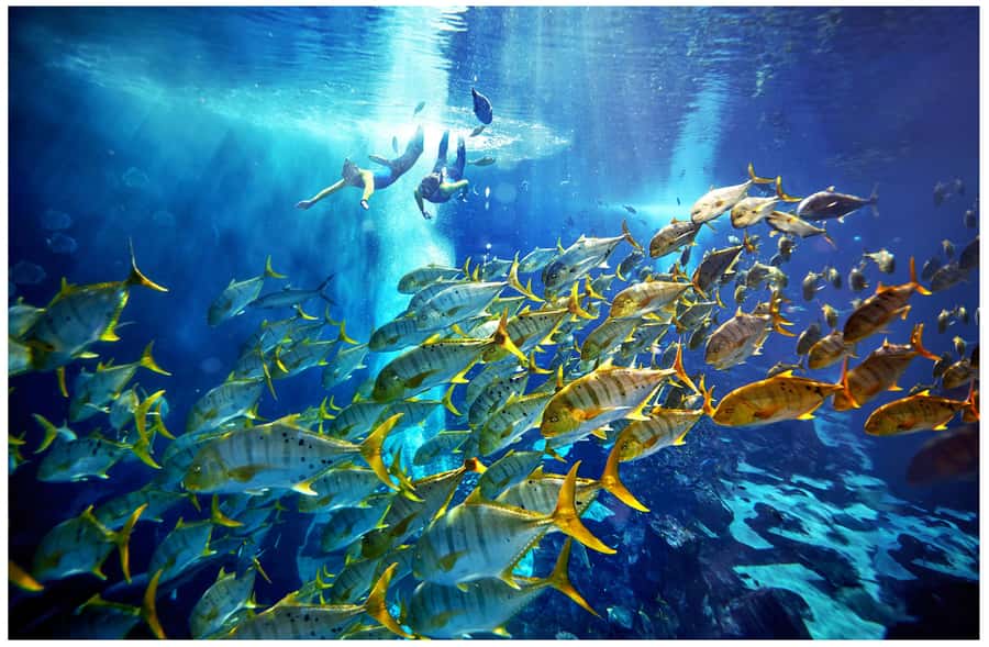 Dubai: The Lost Chambers Aquarium Snorkeling Experience - Entering The Lost Chambers Aquarium’s Ambassador Lagoon