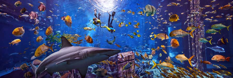 Dubai: The Lost Chambers Aquarium Snorkeling Experience - Your guided float: what you’ll see in the water