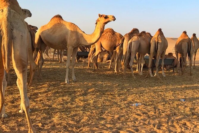 Evening Desert Safari Abu Dhabi with Hot BBQ Dinner - Stargazing and sitting on the dark desert: the evening payoff
