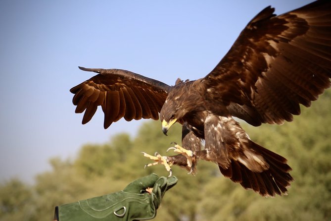 Falcon 1—Private Dubai Falconry Safari - The Hands-On Falconry Session: Glove, Feeding, and Flying