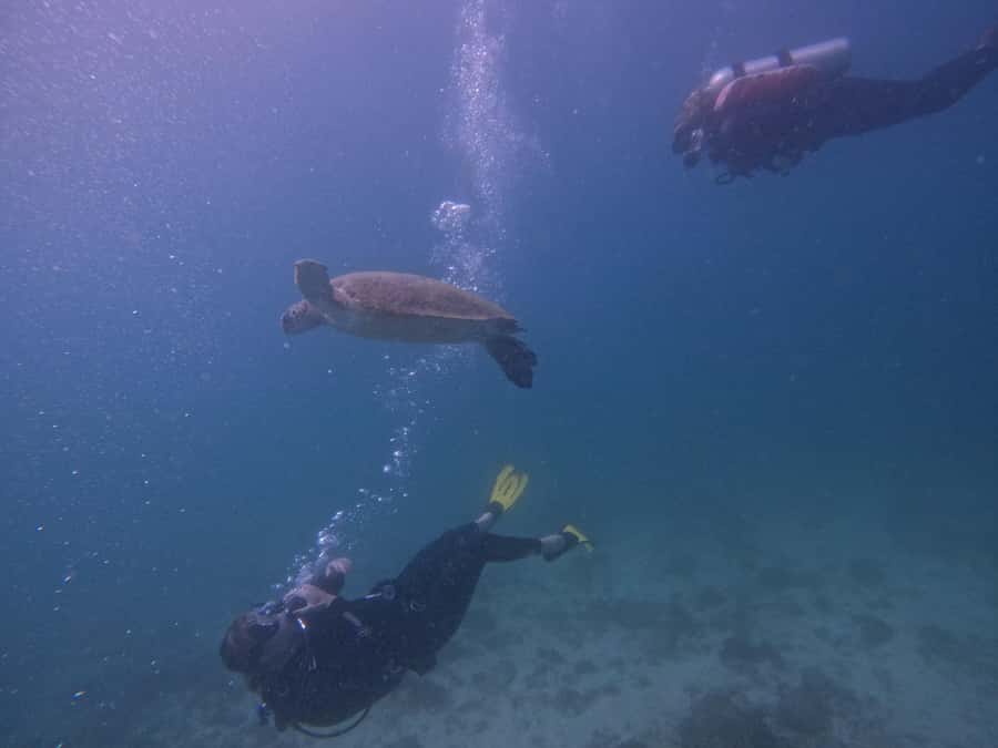 From Dubai: 2 Dives for Certified Divers with BBQ & Transfer - Fujairah from Dubai: what the 8-hour schedule feels like