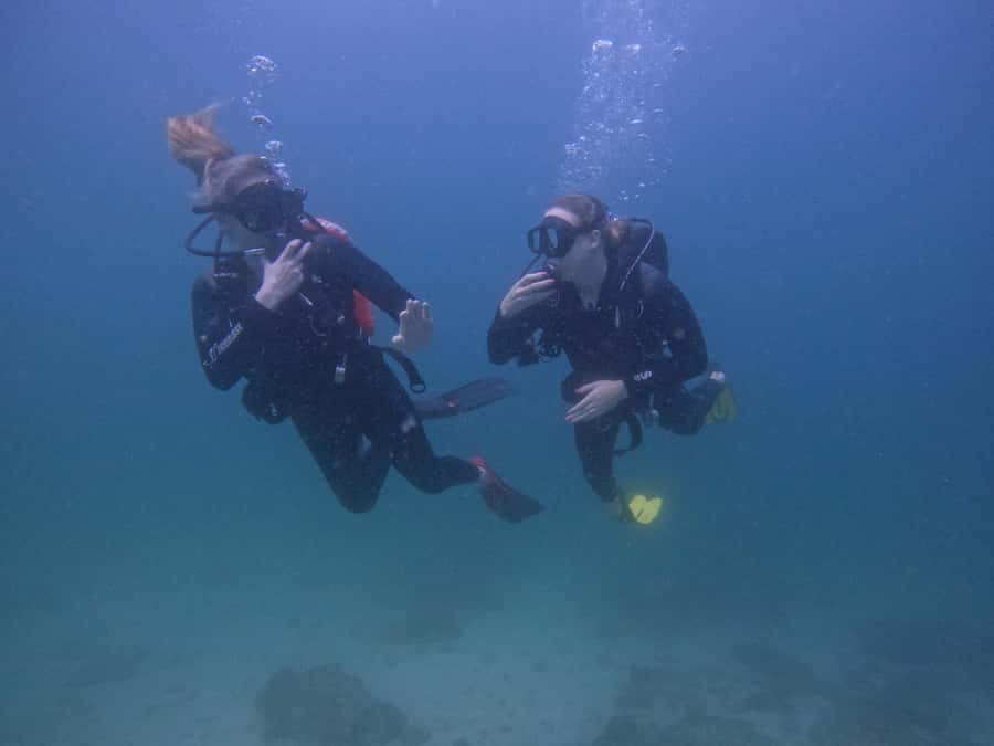 From Dubai: 2 Dives for Certified Divers with BBQ & Transfer - What you can actually see: turtles, coral, and macro surprises