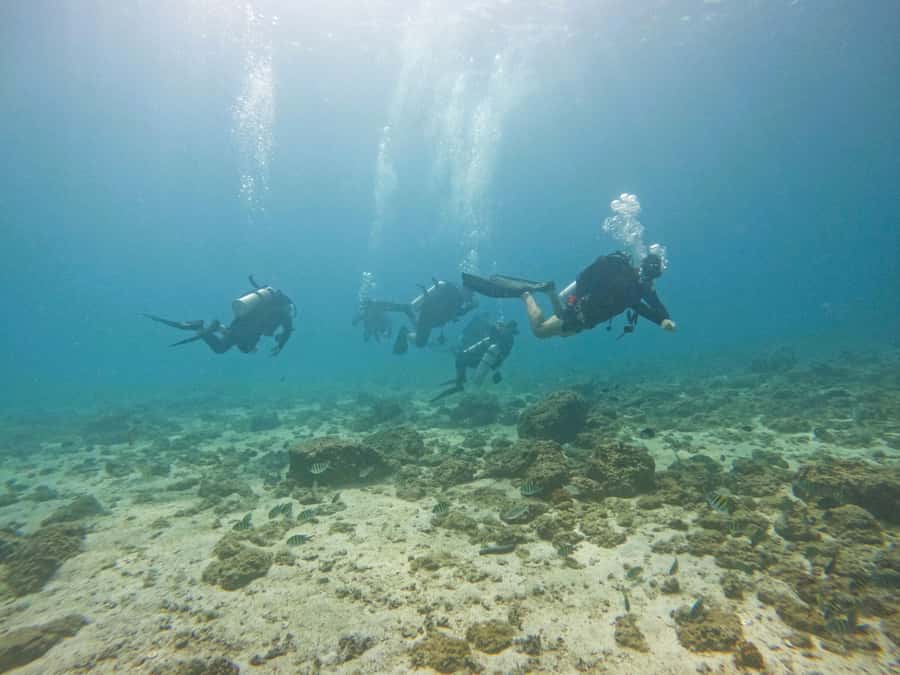 From Dubai: 2 Dives for Certified Divers with BBQ & Transfer - Snoopy Rock and Sharm Rocks: why the named sites matter