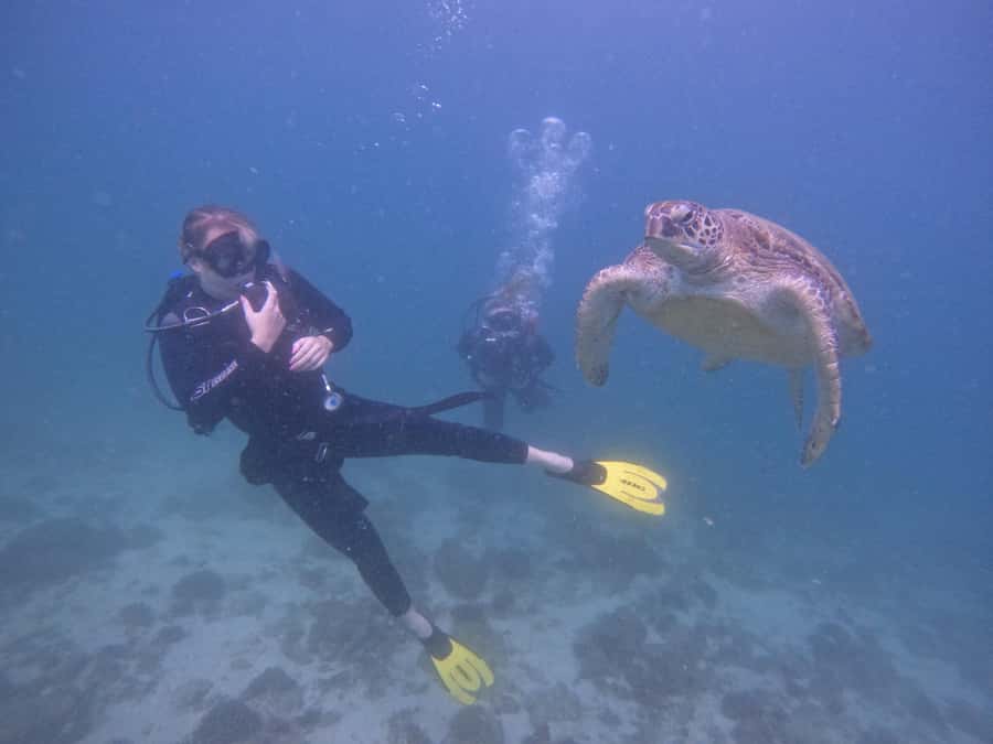 From Dubai: 2 Dives for Certified Divers with BBQ & Transfer - Two underwater sessions with a guide who knows the sites