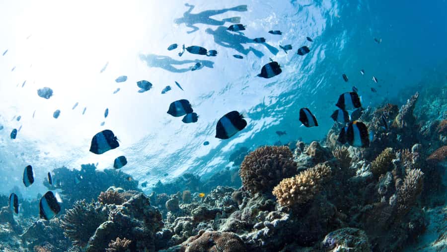 From Dubai: Discovery Scuba Diving & Snorkeling In Fujairah - Key highlights worth planning for