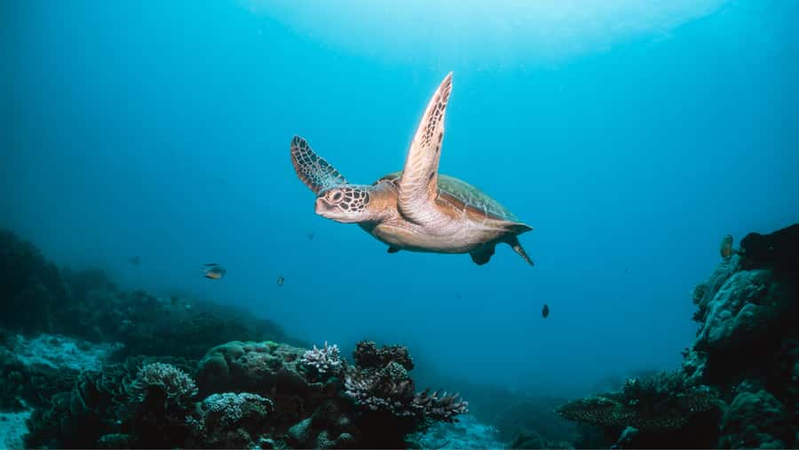 From Dubai: Discovery Scuba Diving & Snorkeling In Fujairah - How the day usually runs, from Dubai pickup to the boat schedule
