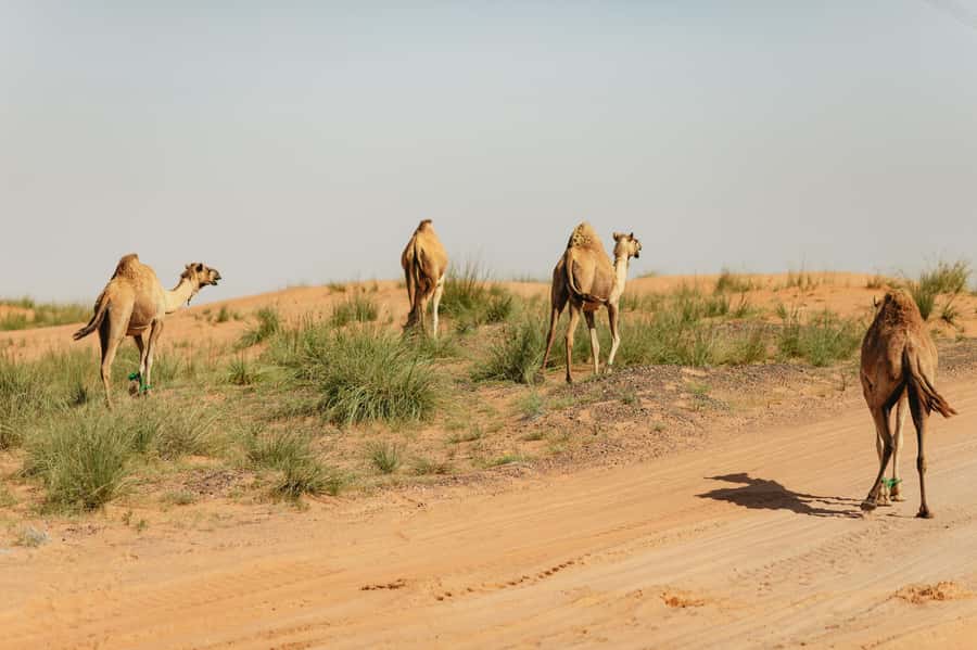 From Dubai: Fujairah East Coast Tour - Fujairah Museum: context before you look at forts and old souqs