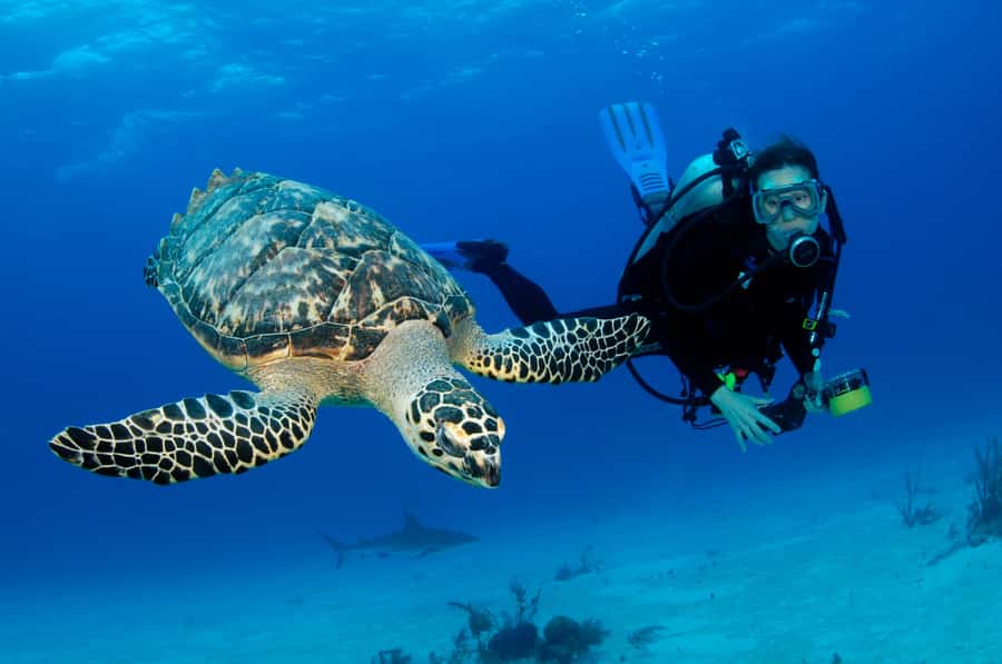 From Dubai: Fujairah Half-Day Scuba Dive and Snorkeling - What You Get at the Start: Gear, Life Jacket, Soft Drinks, and What to Bring