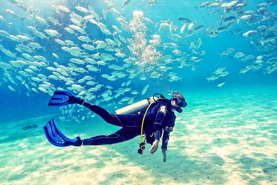 From Dubai: Fujairah Half-Day Scuba Dive and Snorkeling - Coral Gardens Under the Surface: Fish, Turtles, and Clear-Water Moments