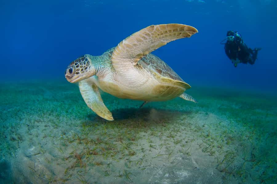 From Dubai: Fujairah Half-Day Scuba Dive and Snorkeling - Certified Scuba Students and the Second Reef Site: Two Locations, Different Views