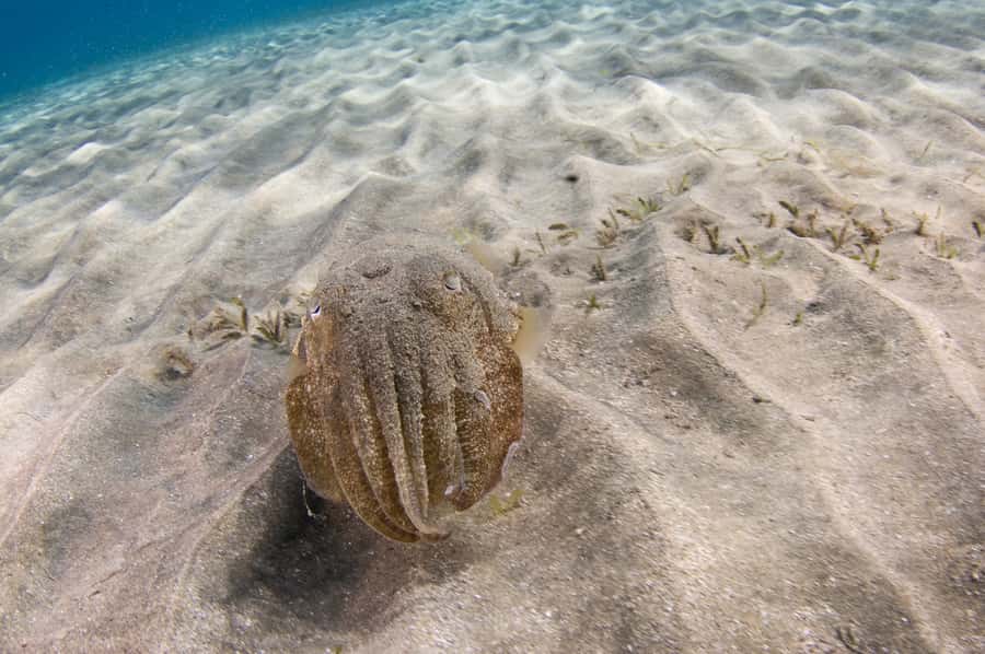 From Dubai: Fujairah Half-Day Scuba Dive and Snorkeling - Safety Rules That Affect Real Life: Age, Medical Limits, Pregnancy, and Flight Timing