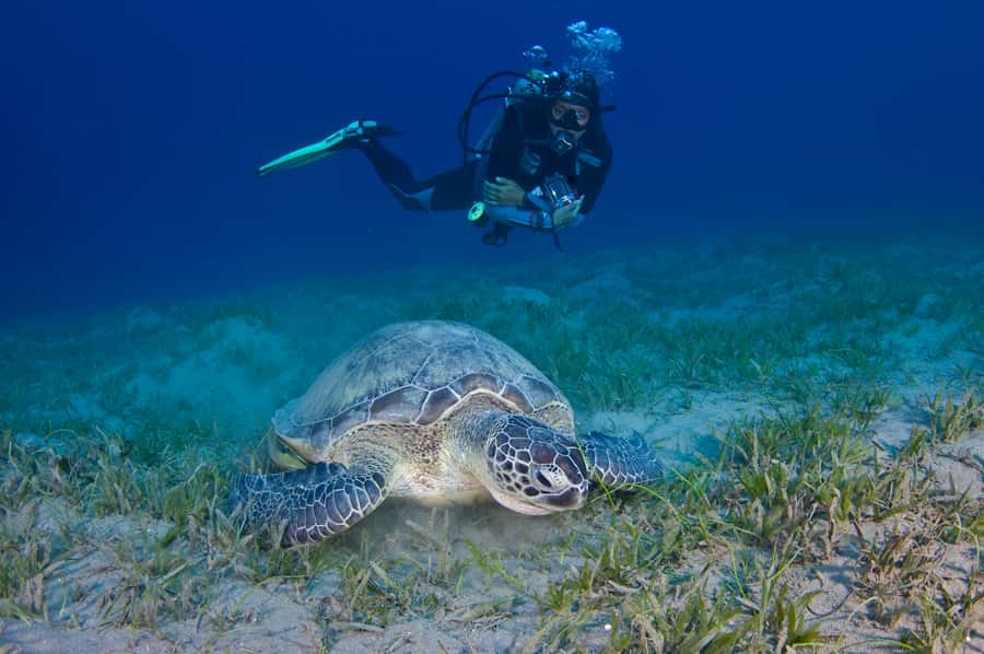 From Dubai: Fujairah Half-Day Scuba Dive and Snorkeling - Who Should Book This Fujairah Scuba and Snorkeling Trip