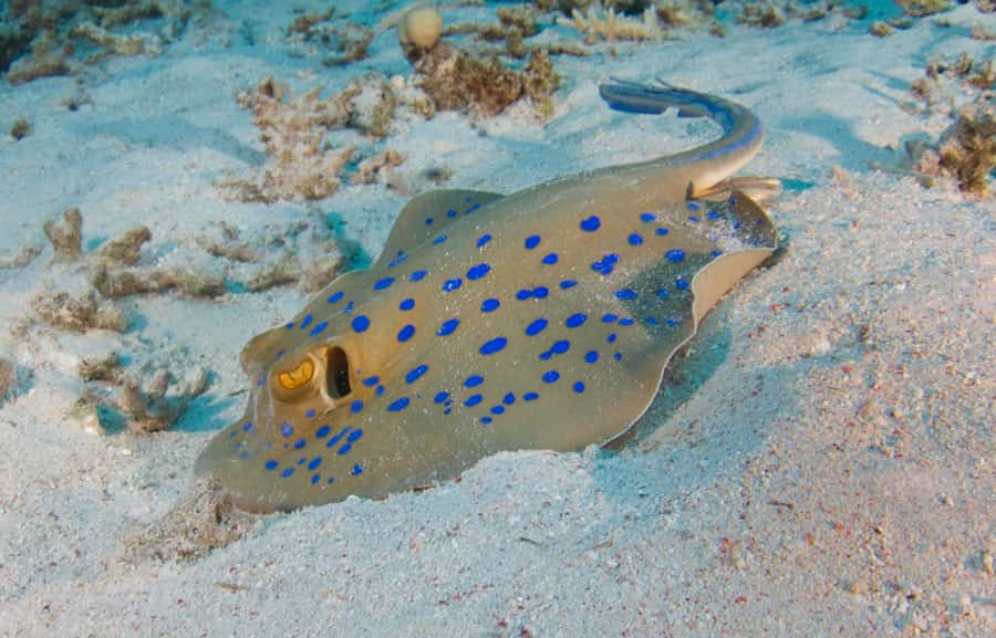 From Dubai: Fujairah Half-Day Scuba Dive and Snorkeling - Beginner-Friendly Scuba Coaching: Learning Equipment and Staying Calm