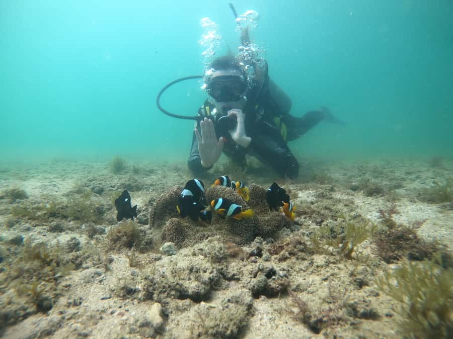 From Dubai: Fujairah Scuba Dive and Snorkeling - Marine Life, Reef Scenery, and Why the “Small Extras” Count