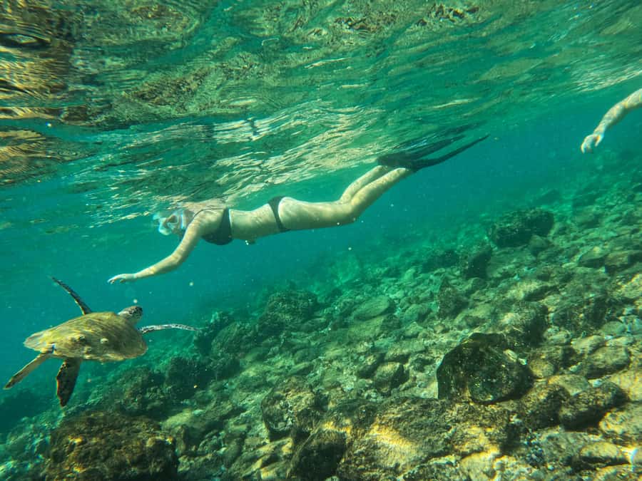 From Dubai: Fujairah Snorkeling with Turtles, Transfer & BBQ - Key things to know before you go