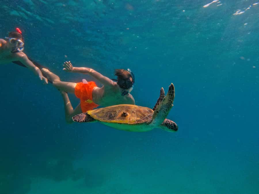 From Dubai: Fujairah Snorkeling with Turtles, Transfer & BBQ - A full day out of Dubai, with a comfortable 42-foot boat