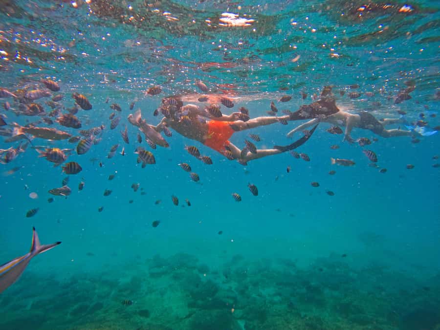 From Dubai: Fujairah Snorkeling with Turtles, Transfer & BBQ - Al Bidya Mosque, Khorfakkan Waterfall, and the Amphitheatre stop