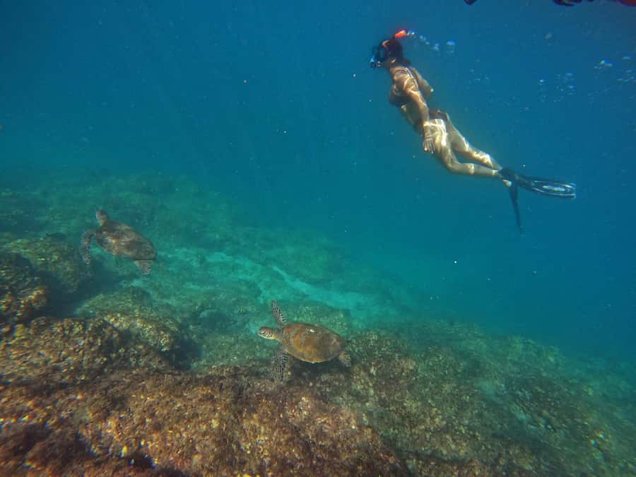 From Dubai: Fujairah Snorkeling with Turtles, Transfer & BBQ - Snorkeling with turtles: how the two reef stops are chosen