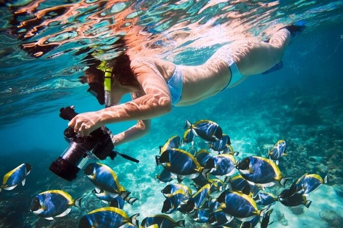 From Dubai: Snorkeling trip in Fujairah - Snorkeling in Fujairah: clear water, turtles, and real-world reef conditions