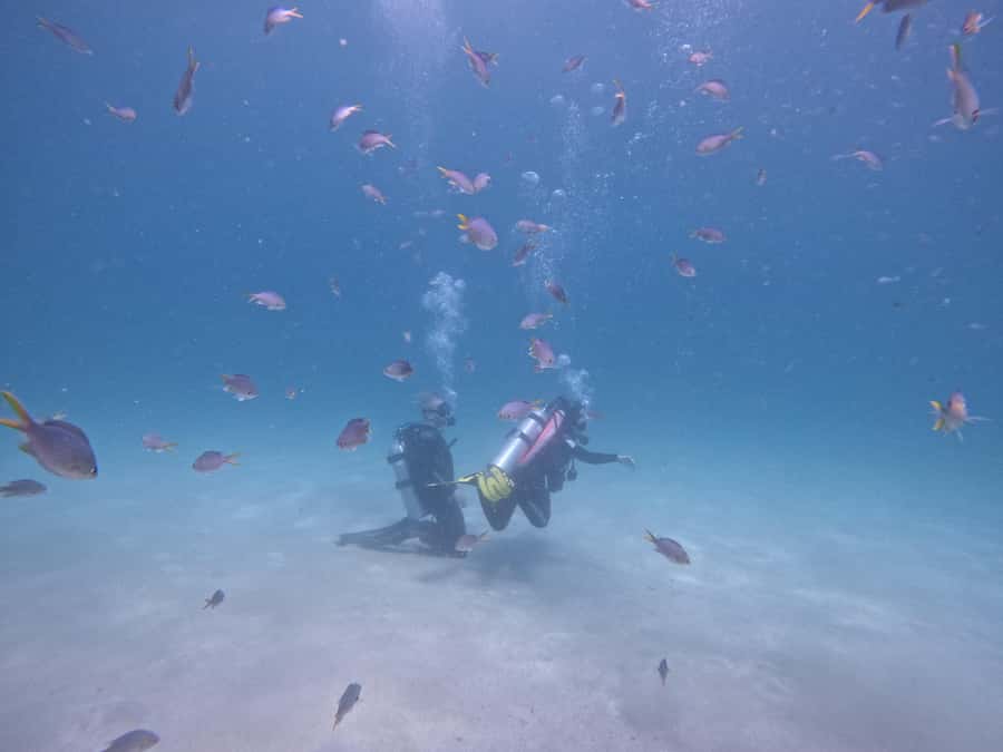From Dubai: Try Scuba Diving, Snorkeling with BBQ & Transfer - Key Points That Make This Day Work