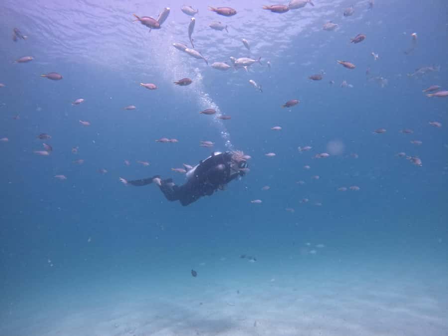 From Dubai: Try Scuba Diving, Snorkeling with BBQ & Transfer - Snoopy Island and Sharm Rocks: Your Two Main Reef Stops