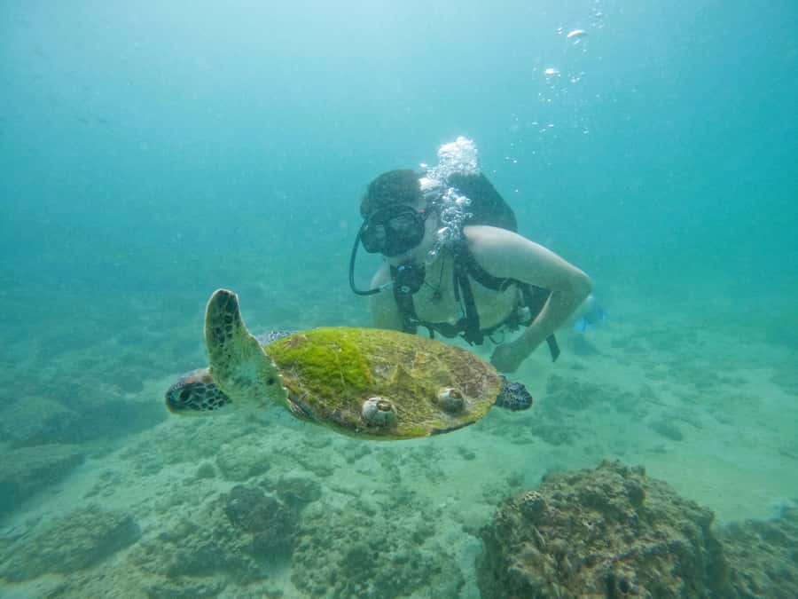 From Dubai: Try Scuba Diving, Snorkeling with BBQ & Transfer - BBQ Lunch After Water Time: Tikka Chicken, Tikka Meat, and Unlimited Drinks