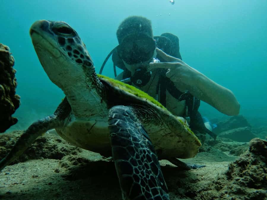 From Dubai: Try Scuba Diving, Snorkeling with BBQ & Transfer - Price and Value: What You Get for Around $163