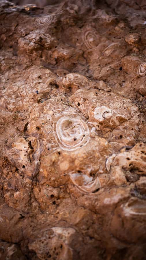 From Dubai: Zerzura Dune Buggy Experience & Fossil Discovery - Price and value: what $136 buys in real time