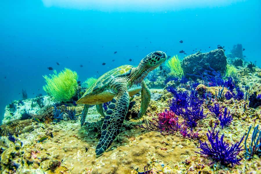 Fujairah: 2 Fun Dive Experience for Certified Divers - The Nemo Center vibe: how guidance affects your whole day