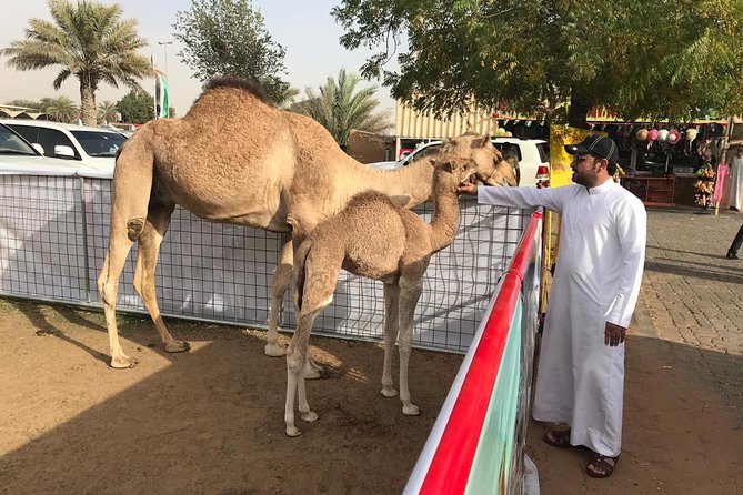 Golden Dunes & Sunset Safari with BBQ, Camel Ride & Sandboarding - BBQ Buffet Dinner Plus Tanoura, Belly Dance, and Fire Show
