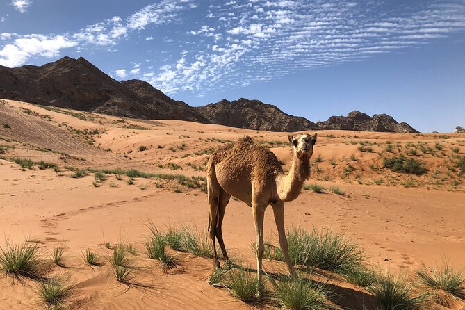 Journey to the Heart of the Emirates - Timing, heat, and what to pack for a 7-8 hour day