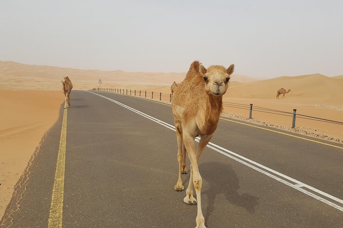 Liwa Oasis Desert Drive from Abu Dhabi - How the day is paced: start time and real-world timing