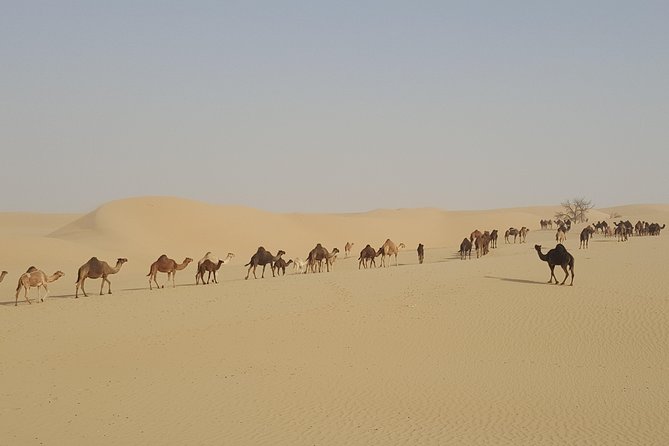 Liwa Oasis Desert Drive from Abu Dhabi - Price and value: what $350 covers (and why it can be worth it)