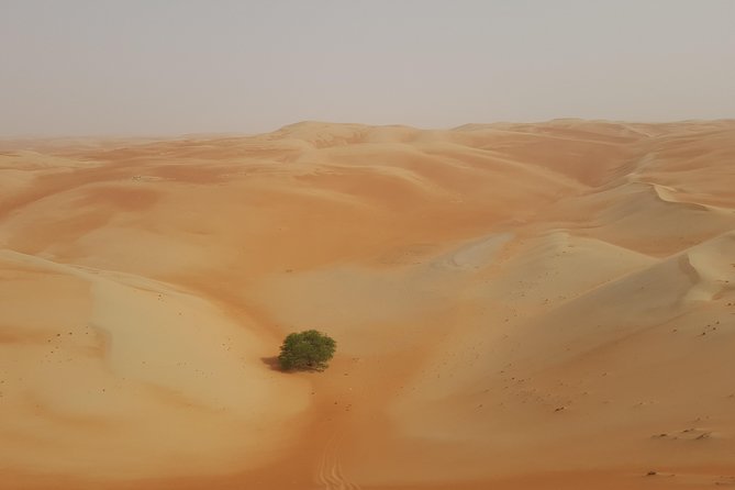 Liwa Oasis Desert Drive from Abu Dhabi - Should you book the Liwa Oasis Desert Drive from Abu Dhabi?
